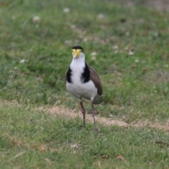 Vanellus miles at Kambah, ACT - 2 Jan 2024