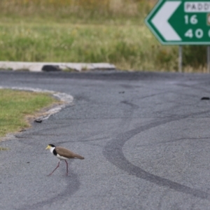 Vanellus miles at Kambah, ACT - 2 Jan 2024