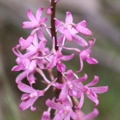 Dipodium roseum (Rosy Hyacinth Orchid) at Paddys River, ACT - 2 Jan 2024 by RodDeb