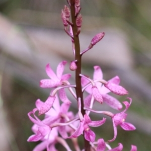 Dipodium roseum at Tidbinbilla Nature Reserve - 2 Jan 2024