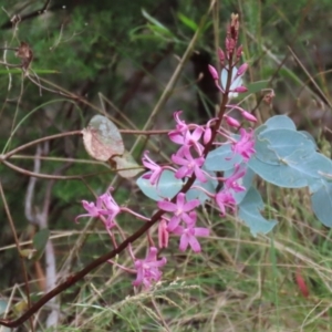 Dipodium roseum at Tidbinbilla Nature Reserve - 2 Jan 2024