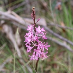 Dipodium roseum at Tidbinbilla Nature Reserve - suppressed