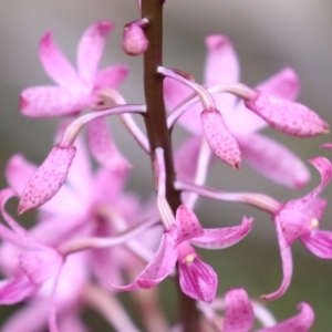 Dipodium roseum at Tidbinbilla Nature Reserve - 2 Jan 2024