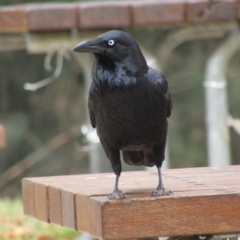 Corvus coronoides (Australian Raven) at Cotter Reserve - 14 Apr 2021 by Amata