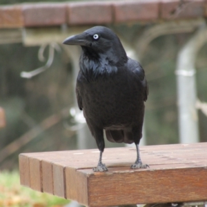 Corvus coronoides at Cotter Reserve - 14 Apr 2021