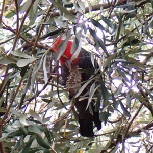 Callocephalon fimbriatum at Cook, ACT - 26 Dec 2023