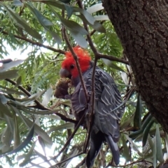 Callocephalon fimbriatum at Cook, ACT - 26 Dec 2023