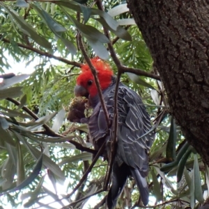 Callocephalon fimbriatum at Cook, ACT - 26 Dec 2023