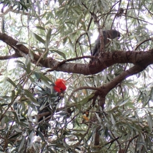 Callocephalon fimbriatum at Cook, ACT - 26 Dec 2023