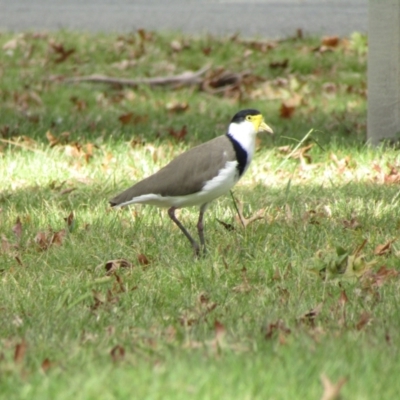 Vanellus miles (Masked Lapwing) at Cotter Reserve - 14 Apr 2021 by Amata