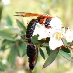 Tiphiidae sp. (family) (Unidentified Smooth flower wasp) at Mount Painter - 13 Dec 2023 by CathB