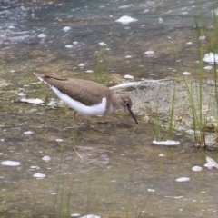 Actitis hypoleucos (Common Sandpiper) at Lake Tuggeranong - 3 Jan 2024 by RodDeb