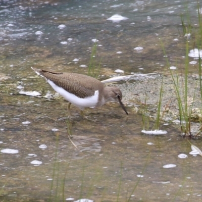 Actitis hypoleucos (Common Sandpiper) at Greenway, ACT - 3 Jan 2024 by RodDeb