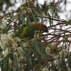 Glossopsitta concinna (Musk Lorikeet) at Wanniassa, ACT - 3 Jan 2024 by RodDeb