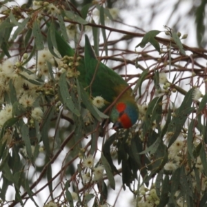 Glossopsitta concinna at Wanniassa, ACT - 3 Jan 2024