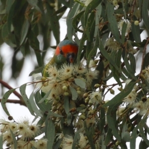 Glossopsitta concinna at Wanniassa, ACT - 3 Jan 2024