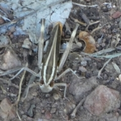 Unidentified Grasshopper (several families) at Murga, NSW - 30 Dec 2023 by Paul4K