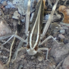 Macrotona sp. (genus) at Murga, NSW - suppressed