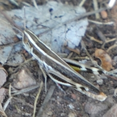 Macrotona sp. (genus) at Murga, NSW - suppressed