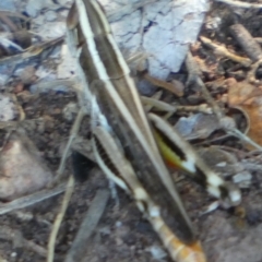 Macrotona sp. (genus) at Murga, NSW - suppressed