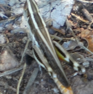 Macrotona sp. (genus) at Murga, NSW - suppressed