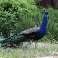 Pavo cristatus (Indian Peafowl) at Narrabundah, ACT - 4 Jan 2024 by RodDeb