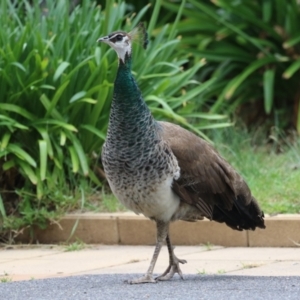 Pavo cristatus at Narrabundah, ACT - 4 Jan 2024