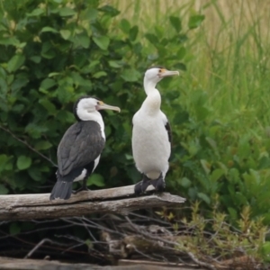 Phalacrocorax varius at Kingston, ACT - 4 Jan 2024 12:14 PM