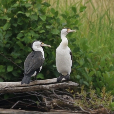 Phalacrocorax varius (Pied Cormorant) at Kingston, ACT - 4 Jan 2024 by RodDeb