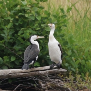 Phalacrocorax varius at Kingston, ACT - 4 Jan 2024