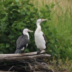 Phalacrocorax varius at Kingston, ACT - 4 Jan 2024 12:14 PM