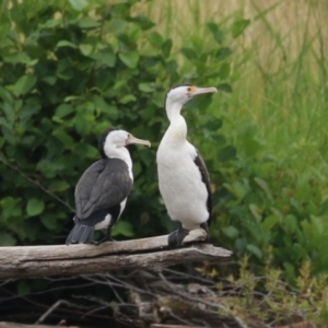 Phalacrocorax varius at Kingston, ACT - 4 Jan 2024 12:14 PM