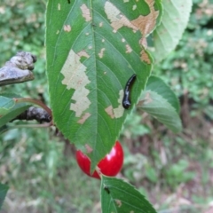 Caliroa cerasi (Pear and cherry slug) at McKellar, ACT - 1 Dec 2021 by Amata