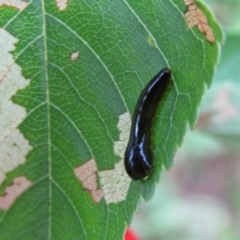 Caliroa cerasi at McKellar, ACT - 1 Dec 2021