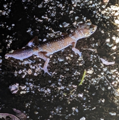 Underwoodisaurus milii (Barking Gecko, Thick-tailed Gecko) at Murga, NSW - 2 Jan 2024 by Paul4K