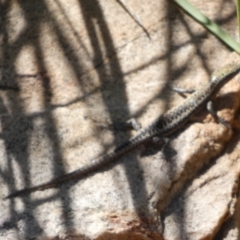 Cryptoblepharus pannosus (Ragged Snake-eyed Skink) at Murga, NSW - 30 Dec 2023 by Paul4K