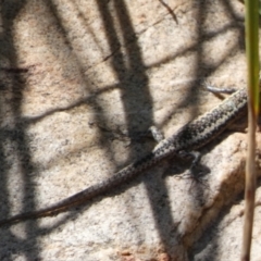 Cryptoblepharus pannosus at Murga, NSW - suppressed