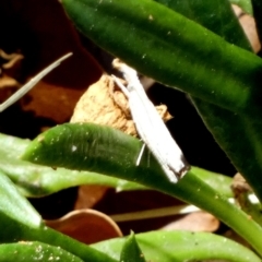 Unidentified Moth (Lepidoptera) at Murga, NSW - 30 Dec 2023 by Paul4K