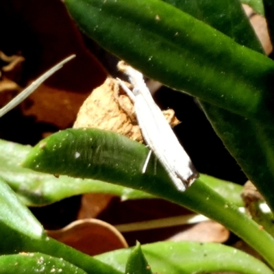 Unidentified Moth (Lepidoptera) at Murga, NSW - 30 Dec 2023 by Paul4K