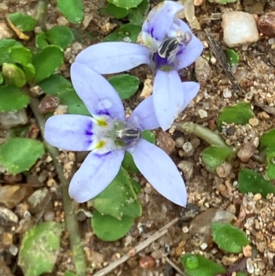 Isotoma fluviatilis subsp. australis (Swamp Isotome) at Hughes, ACT - 1 Jan 2024 by KL