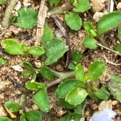 Isotoma fluviatilis subsp. australis at Hughes Grassy Woodland - 2 Jan 2024 09:58 AM