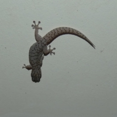 Unidentified Monitor or Gecko at Murga, NSW - 2 Jan 2024 by Paul4K