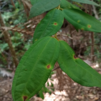 Rhodamnia rubescens (Scrub Turpentine, Brown Malletwood) at The Gap, NSW - 4 Jan 2024 by poszum