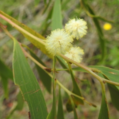 Acacia implexa (Hickory Wattle, Lightwood) at Kambah, ACT - 4 Jan 2024 by HelenCross