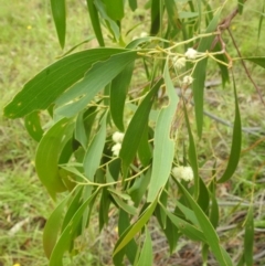 Acacia implexa at Lions Youth Haven - Westwood Farm A.C.T. - 4 Jan 2024