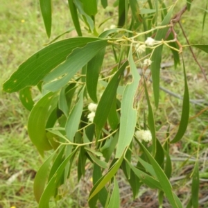 Acacia implexa at Lions Youth Haven - Westwood Farm A.C.T. - 4 Jan 2024 12:12 PM