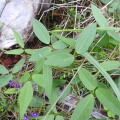 Glycine tabacina at Lions Youth Haven - Westwood Farm A.C.T. - 4 Jan 2024