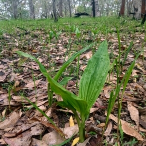 Geodorum densiflorum at The Gap, NSW - suppressed