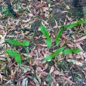 Geodorum densiflorum at The Gap, NSW - suppressed