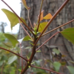 Brachychiton populneus subsp. populneus (Kurrajong) at Lions Youth Haven - Westwood Farm A.C.T. - 4 Jan 2024 by HelenCross